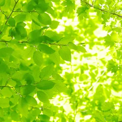 Grøne blad med sollys gjennom