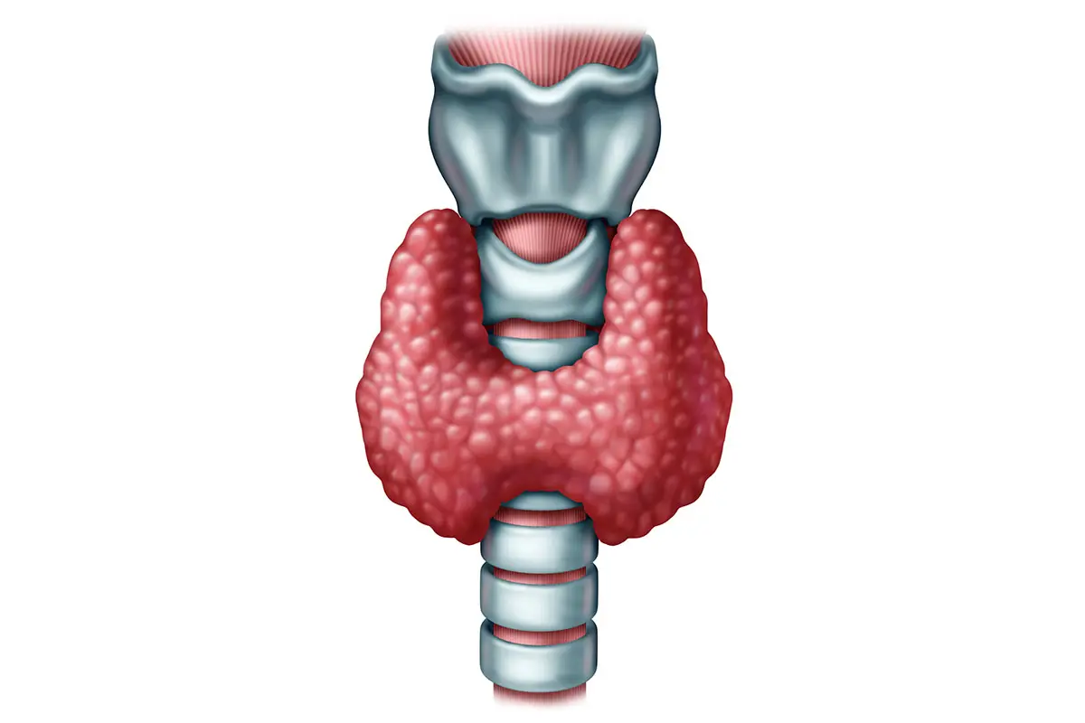 Illustrasjon av skjoldkjertelen