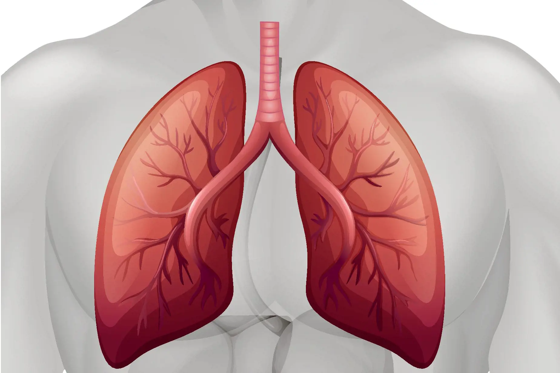 Illustrasjon av lunge