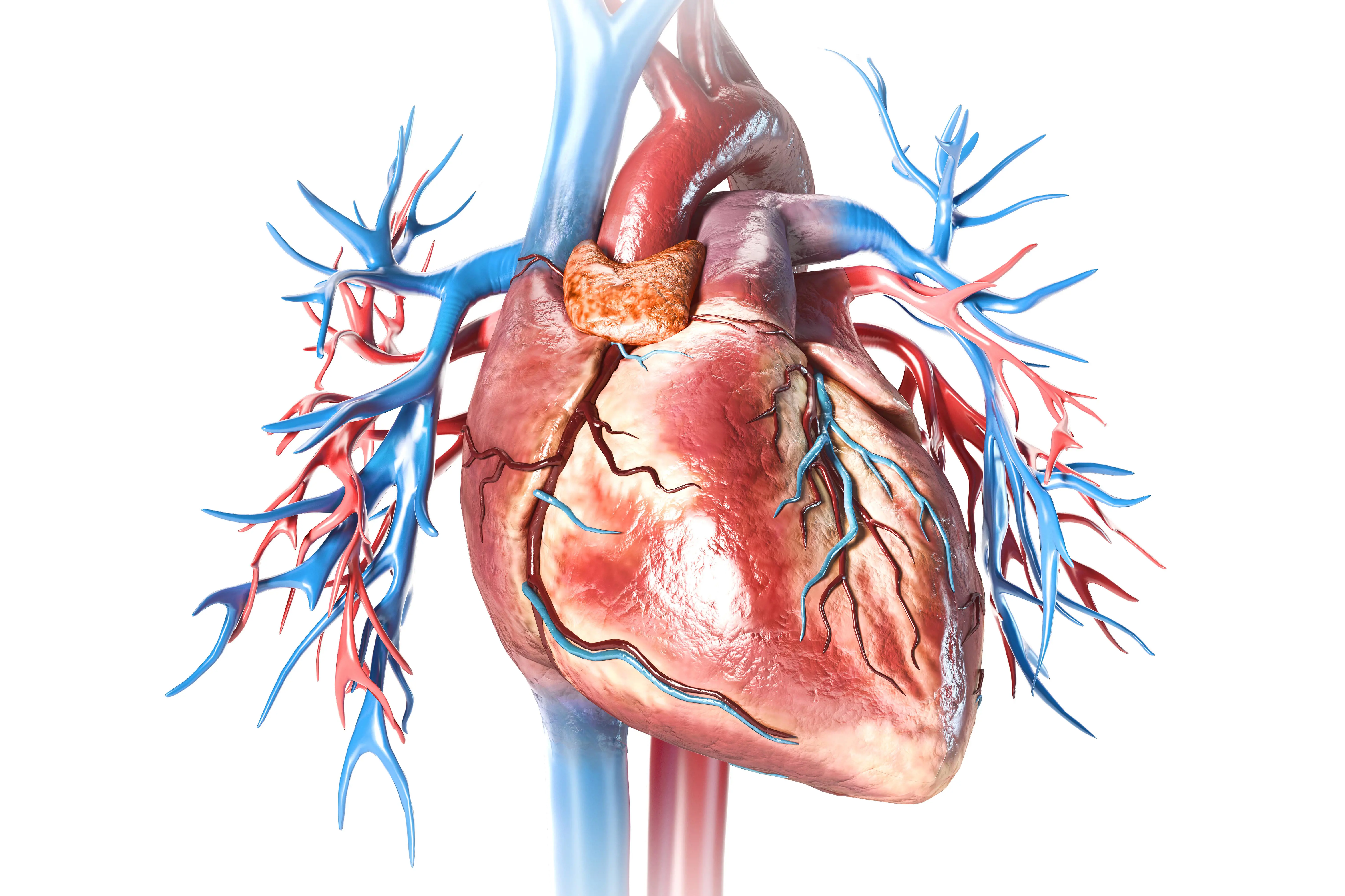 Illustrasjon av hjerte med omkringliggende blodårer.