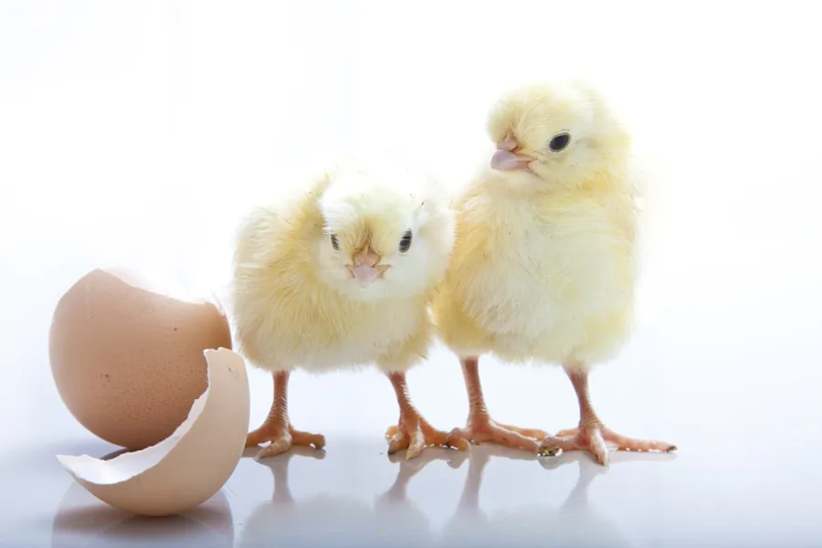 Eggeskal og gule kyllingar